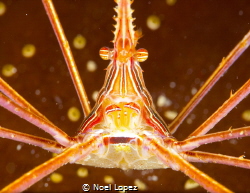 spyder crab, panasonic lumix GH4 , olympus lens 60mm macr... by Noel Lopez 